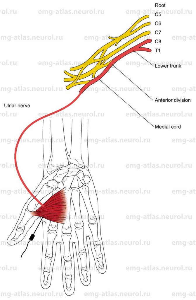 Adductor Pollicis