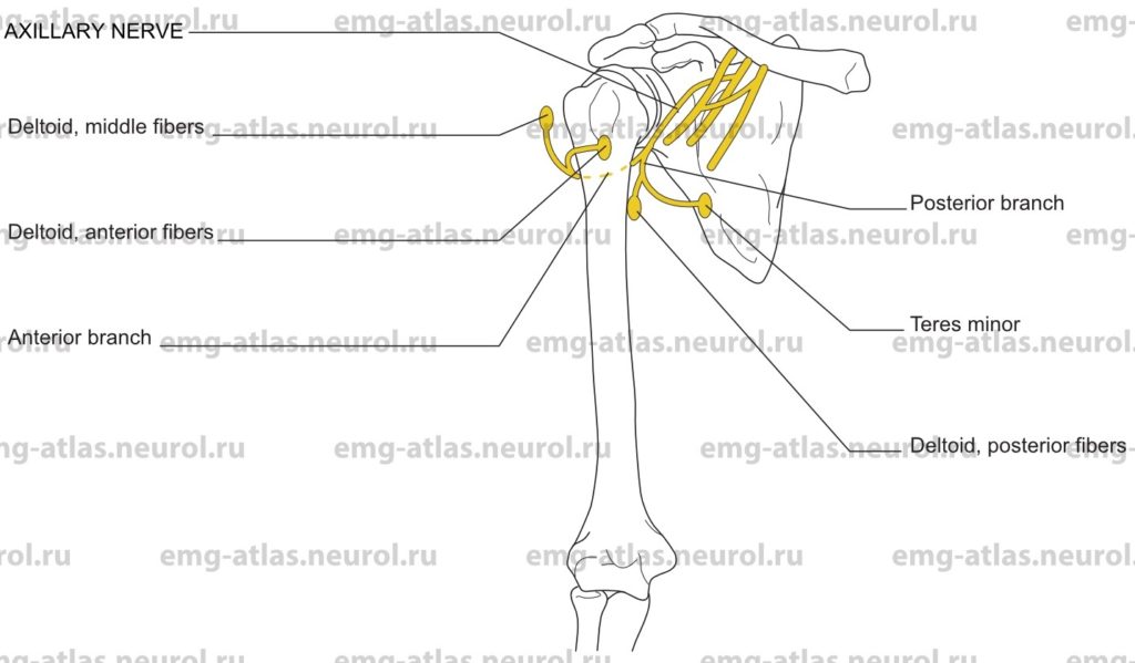 Axillary Nerve