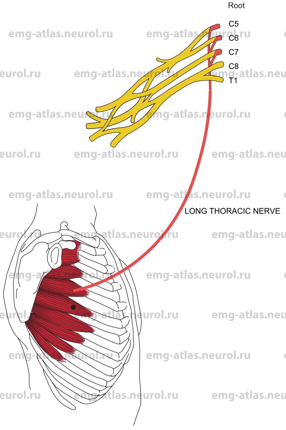 Long Thoracic Nerve Innervation - slidesharedocs