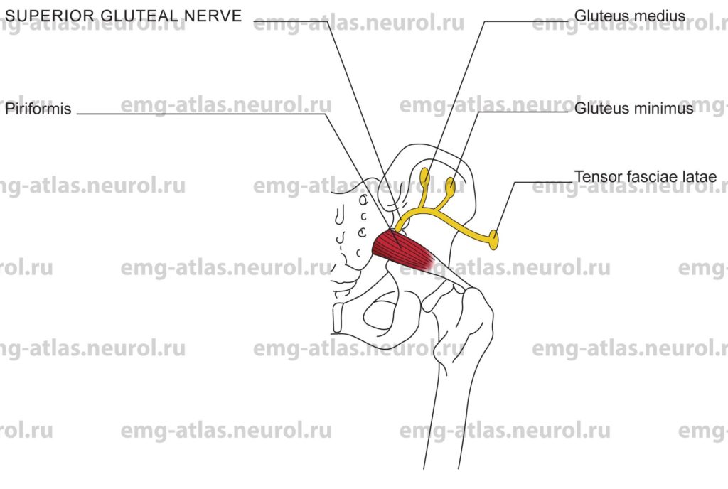 Superior Gluteal Nerve